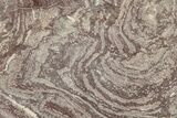 Polished, Neoproterozoic Stromatolite (Conophyton) - Morocco #276216-1